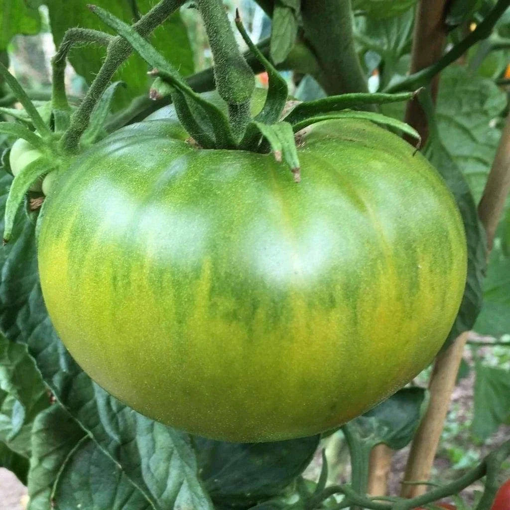 Aunt Ruby's German Green Tomato Seeds - Heirloom, Organic, NON-GMO, Solanum lycopersicum, 25 Seeds