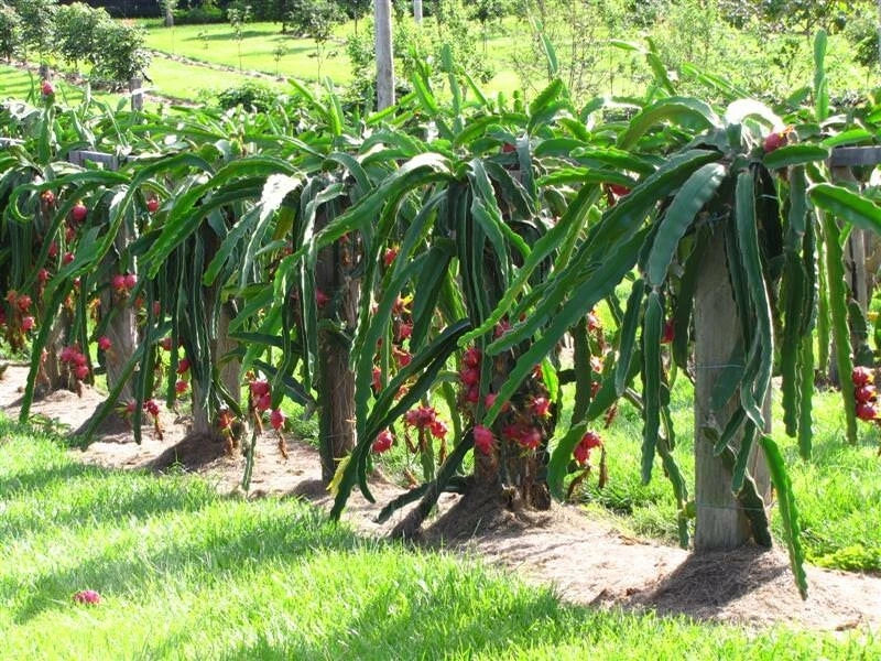 Dragon Fruit Cutting 6+ Inches Purple Haley's Comet Pitaya Exotic Cactus Plant for Home Garden
