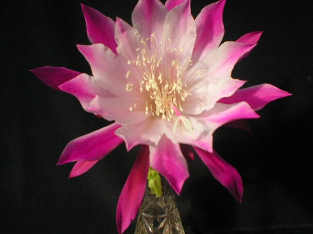 Epiphyllum Cuttings - Bumpkin Orchid Cactus - Trailing Houseplant - Epiphyllum oxypetalum