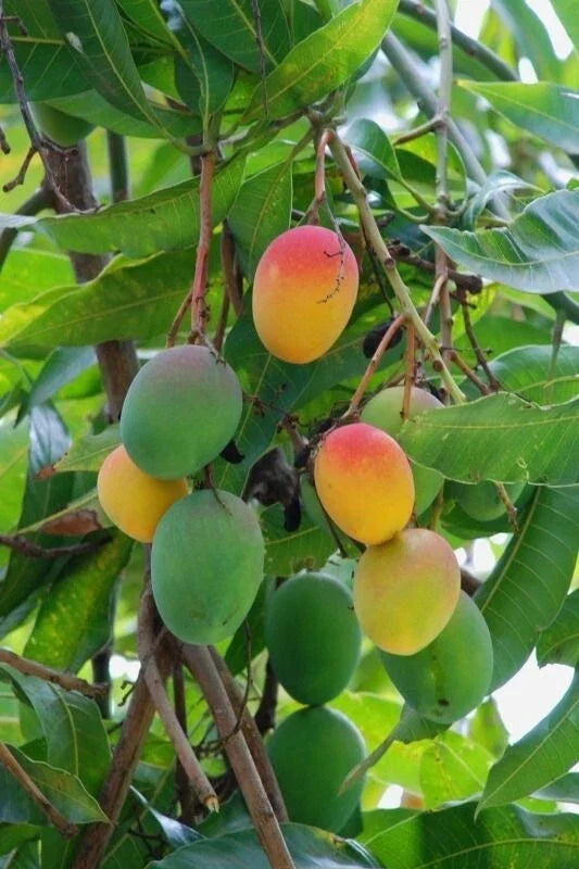 Florida Mango Scion Wood Cuttings – 3 Fresh Grafting Cuttings for Mangifera indica, Haden, Tommy Atkins, Kent
