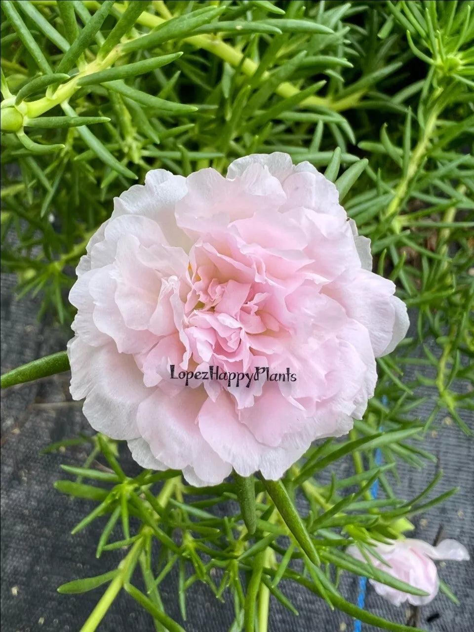 Unrooted Cuttings - 5 Soft Pink Portulaca Moss Rose - Portulaca grandiflora Garden Plant