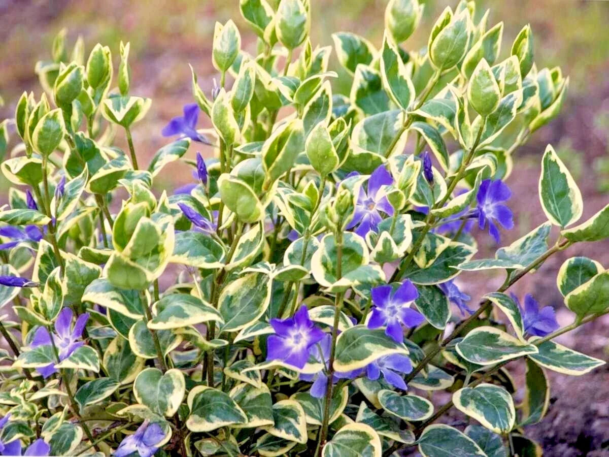 Variegated Vinca Minor Ground Cover Plants 12" Live Perennial Plants 4 Pack for Garden, Landscape, Drought Tolerant, Spreading Ground Cover