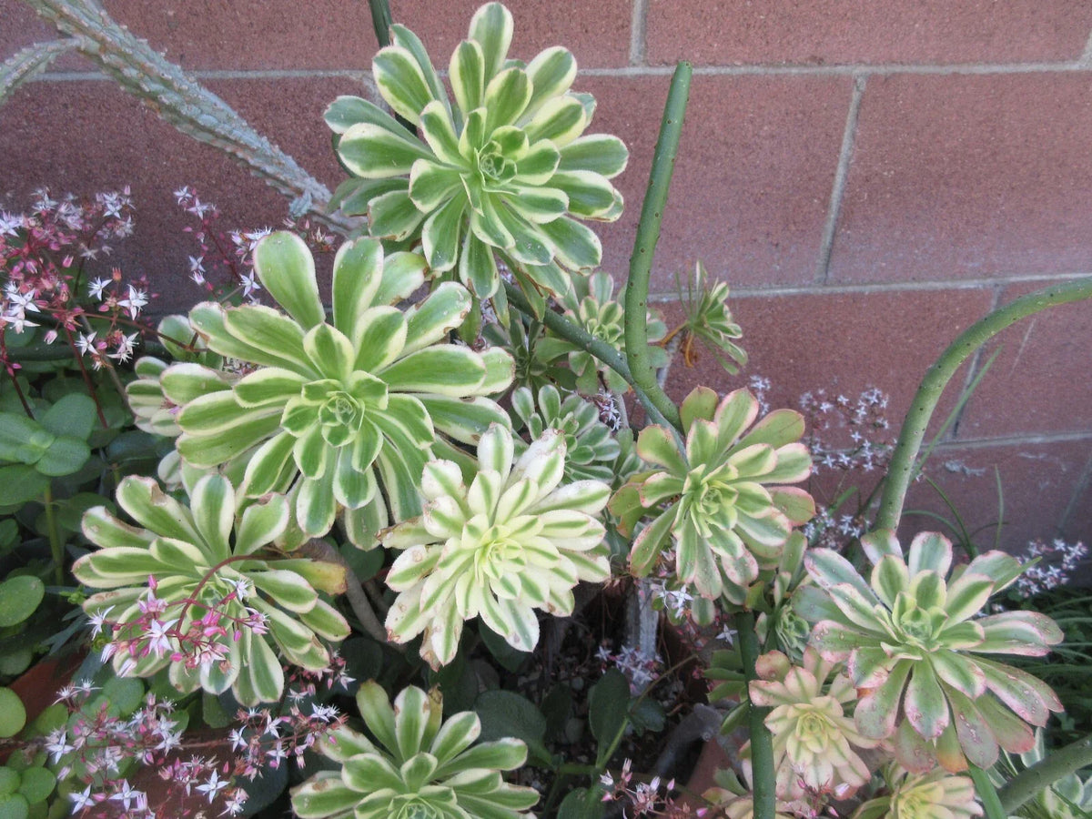 Aeonium 'Sunburst' Succulent Cutting - Variegated Yellow Green Rosettes for Indoor Outdoor Gardens