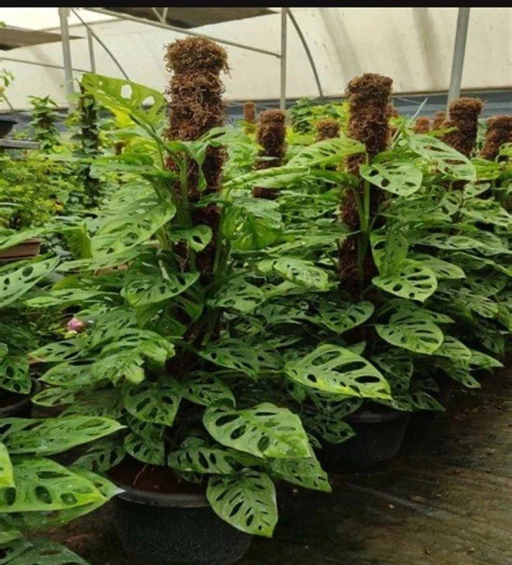 Monstera Adansonii Rooted Cutting - Rare Exotic Indoor Houseplant, Tropical Foliage, Unique Heart-Shaped Leaves