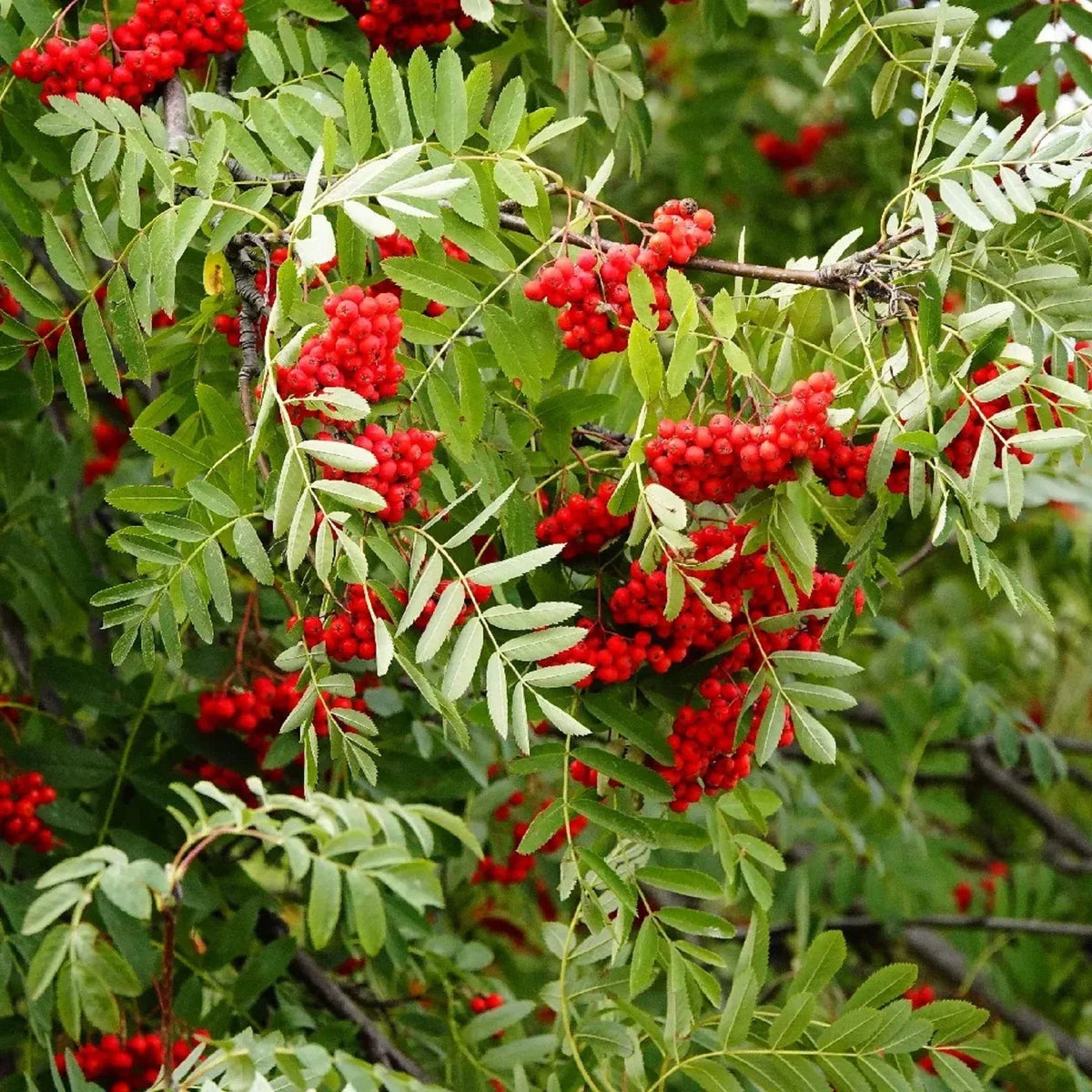 Sorbus Aucuparia Seeds - 50 Pack European Mountain Ash Dwarf Shrub for Garden