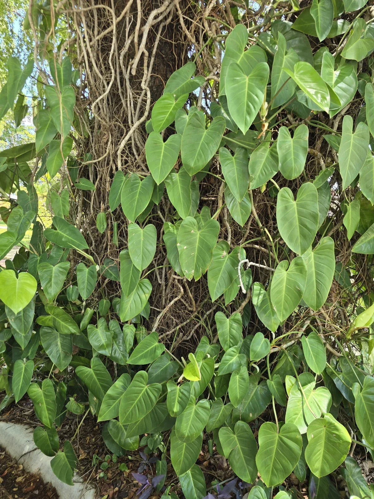 Blushing Philodendron Vine Cutting 10-12" with Roots, Variegated Philodendron erubescens Indoor Plant