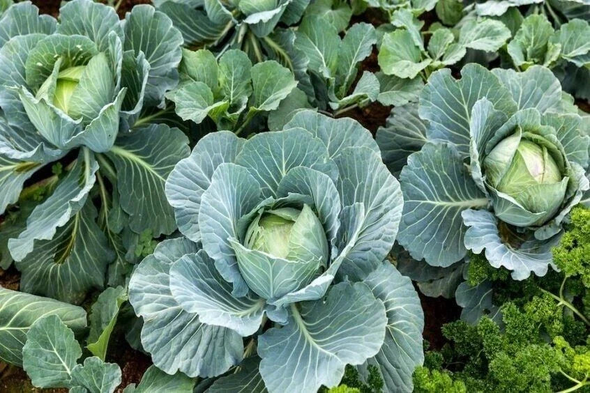 Organic Cabbage Seeds - 400+ Heirloom Non-GMO Brassica oleracea for All Seasons Gardening