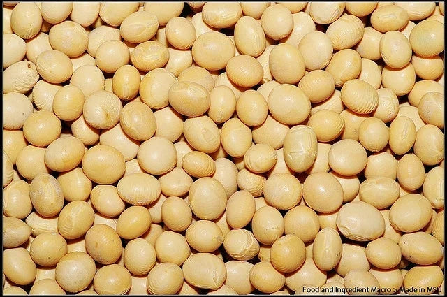 White Soybean Seeds Pack of 22 Glycine max Non-GMO for Home Garden & Farming