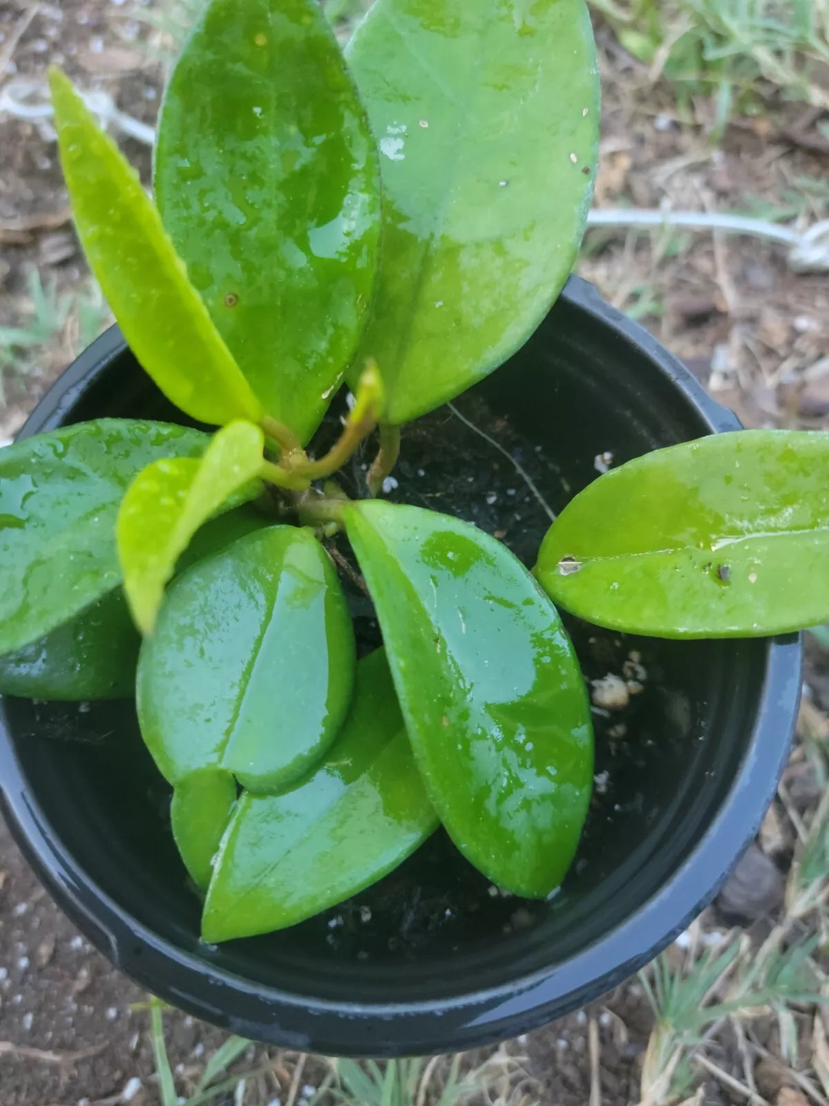Hoya Chelsea Plant in 4 Inch Pot, Wax Plant, Hoya australis subsp. rupicola, Indoor Houseplant, Low Maintenance, Compact Growth