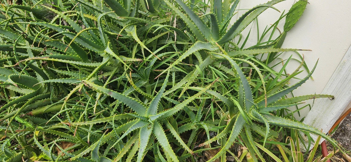 Bulk Aloe Arborescens Stem Cuttings - Medicinal Succulent for Propagation & Indoor Gardens