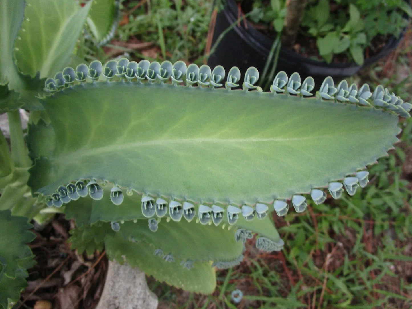 Mother of Thousands Succulent Plant with 30 Pups, Kalanchoe daigremontiana, Indoor/Outdoor Garden Plant