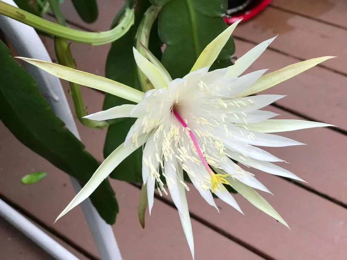 Epiphyllum Orchid Cactus Cuttings – Night Blooming Cereus Hookeri Strictum – 3 Pieces for Indoor & Outdoor Gardening