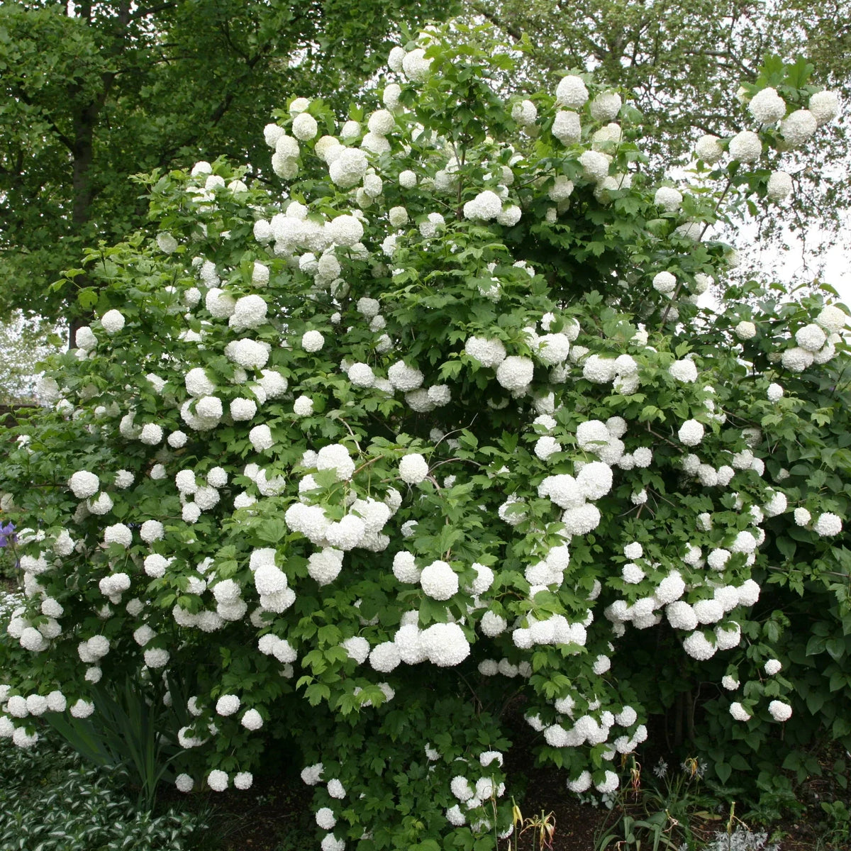 Viburnum opulus Roseum Cuttings | 5 Rooted Plugs | Flowering Shrubs for Garden, Hedges & Pollinator Attraction