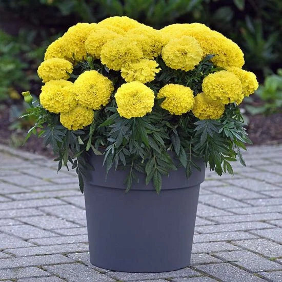 Inca Yellow Marigold Seeds - 25+ Tagetes erecta Seeds for Garden Planting - USA