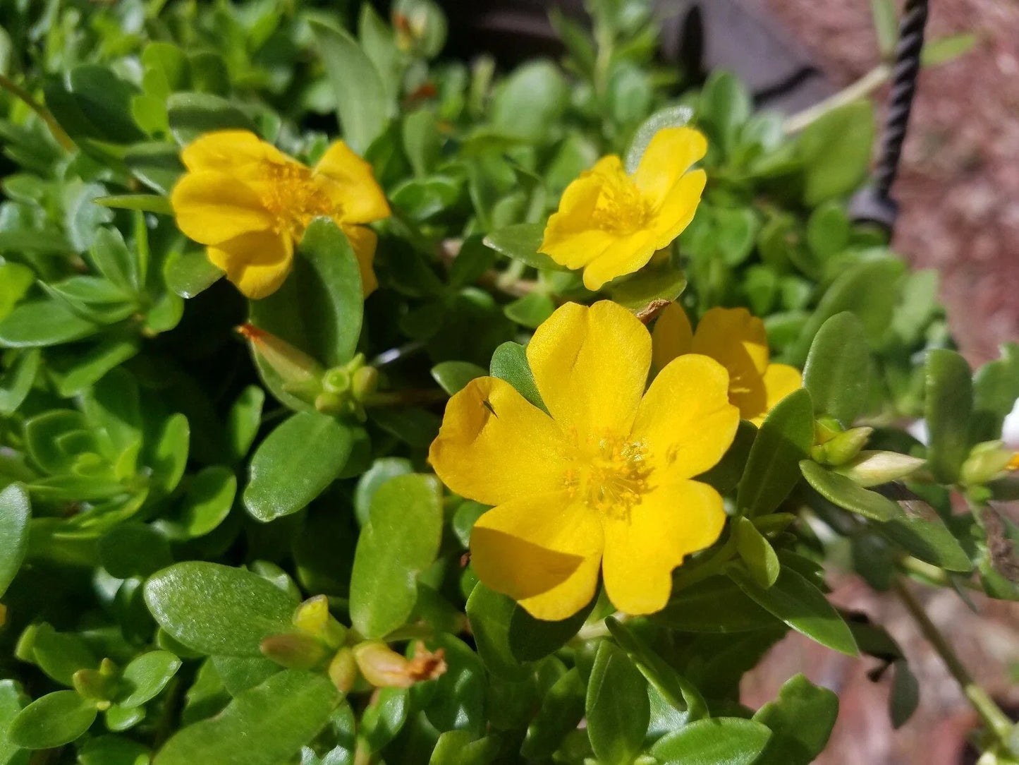Yellow Single Flower Purslane Cuttings - Vibrant Purple Flowers - Portulaca oleracea - Easy to Grow, Drought Tolerant, Garden Borders