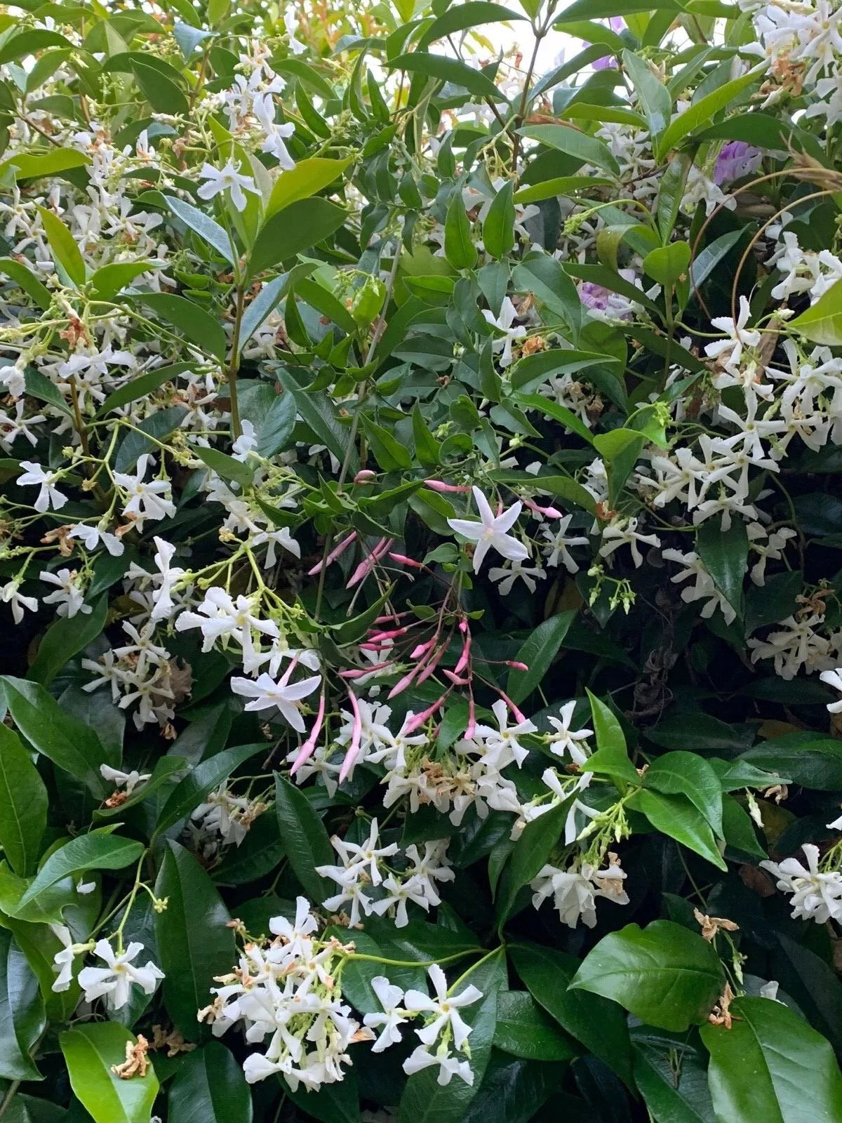 Butterfly Vines Combo - Organic Live USA Star & Polyanthum Climbing Cuttings for Garden & Indoor Jasmine Plants