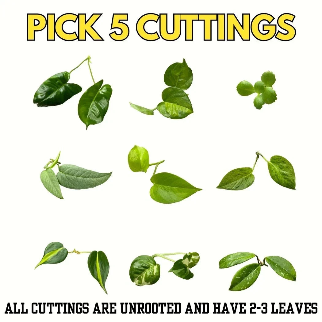 Unrooted Plant Cuttings Bundle – Philodendron, Pothos, Hoya Varieties for Propagation – Indoor Houseplants