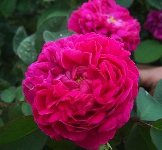 Rosa Damascena Rose Cuttings - 10 Fresh Fragrant Garden Propagation Clippings