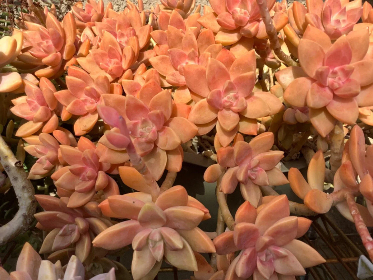 GraptoSedum California Sunset Succulent Cuttings 2-3 Inches Drought-Tolerant Indoor Plant Graptopetalum paraguayense
