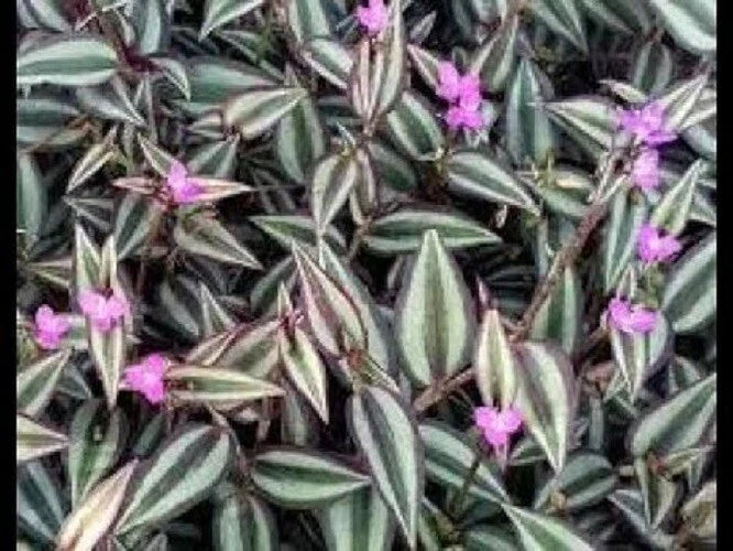 Purple Zebra Wandering Jew Cuttings - 50 Stem Propagation Pack - Tradescantia zebrina Indoor Plant Clippings