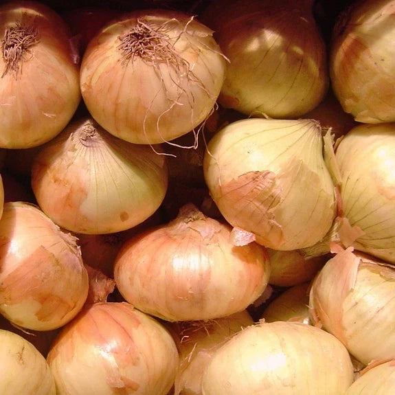 Walla Walla Sweet Onion Seeds | Heirloom Non-GMO Allium cepa | Bulb Growing Packet for Gardeners