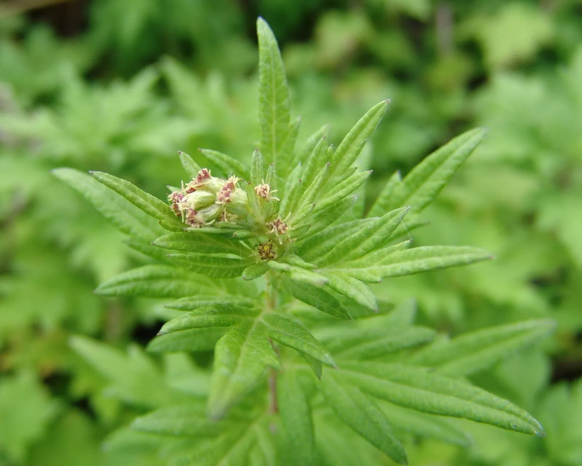 Mugwort Seeds - 100 Seeds of Artemisia vulgaris, Medicinal Herb for TCM, Aromatic, Perennial Plant