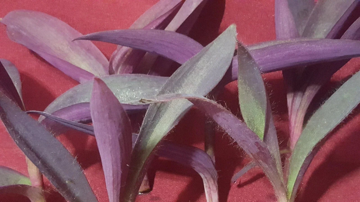 Live Purple Heart Plant Cuttings - Tradescantia pallida - 10 Pack, 3-5 Inches Long, Indoor & Outdoor Gardening, Easy Care, Vibrant Foliage