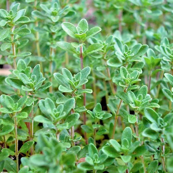 Common Thyme Seeds 500+ Organic Perennial Herb - Thymus vulgaris