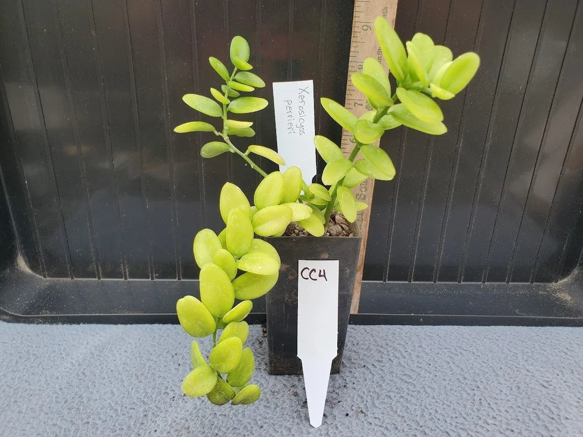 Xerosicyos perrieri Seeds - Madagascar Succulent Plant - Rare Exotic Climber for Collectors - Pack of Seeds