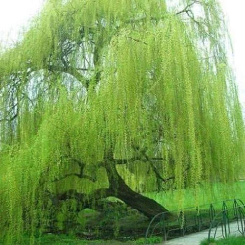 Willow Tree Cuttings - 5 Bright Green Weeping Willow (Salix babylonica) Starter Plants