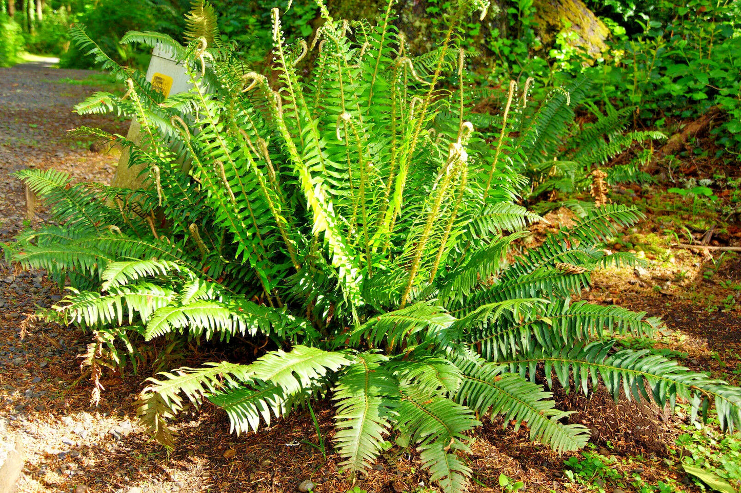 Western Sword Fern Spores - Large 3' x 3'+, Hardy to -4°F (Polystichum munitum)