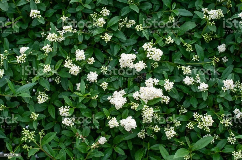 Privet Shrub Cuttings - 20 Unrooted Ligustrum spp. Fast Growing Privacy Hedge Plants