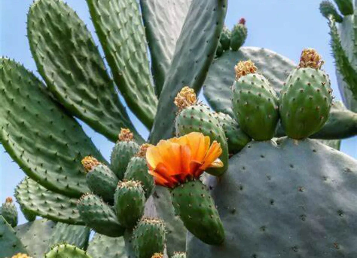 Spineless Prickly Pear Cactus - 5 Medium Pads - Opuntia Cacanapa 'Ellisiana' - Drought Tolerant Desert Plant