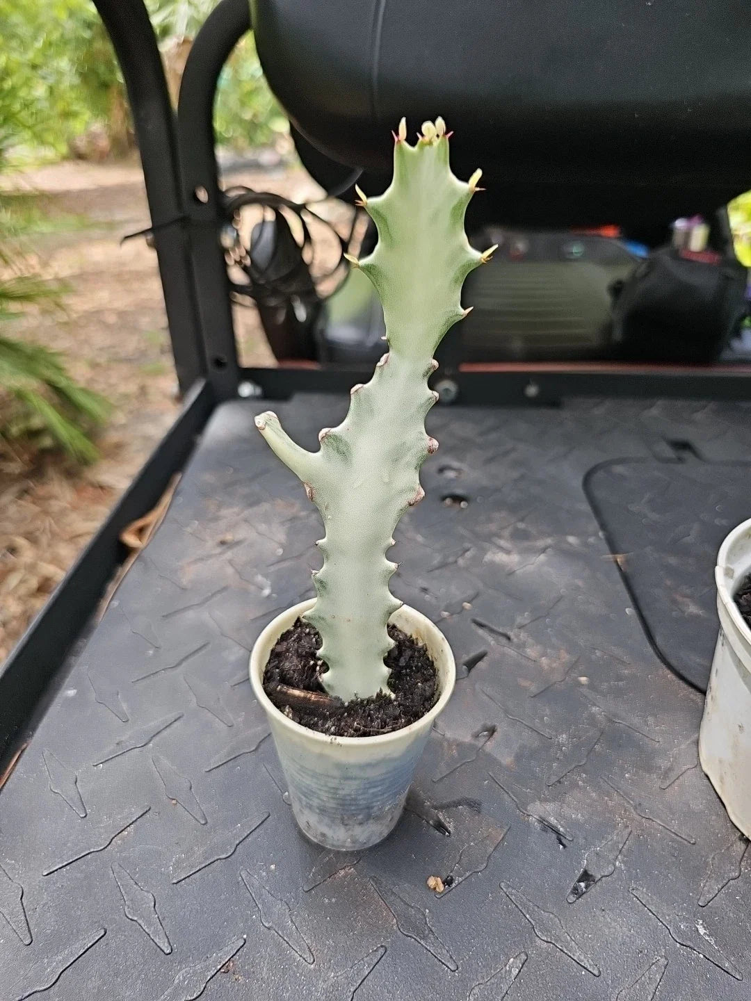 Rooted Euphorbia Lactea White Ghost Variegated Dragon Bone Cactus 9" Indoor Succulent Rare Plant