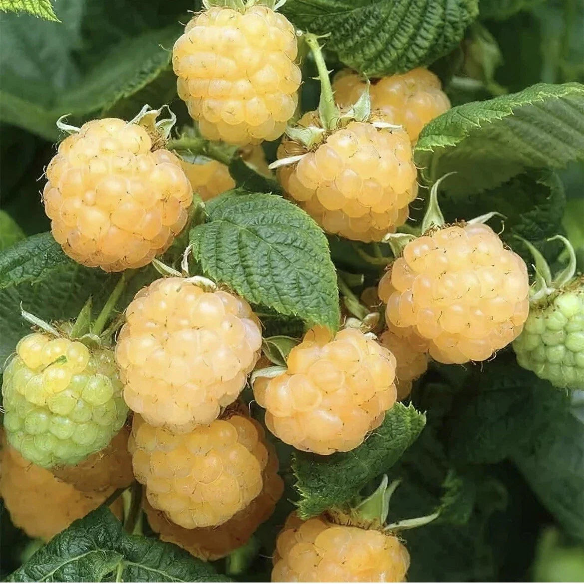 Golden Raspberry Seeds - 50 Pack - Edible Berry Garden Vine - Rubus idaeus - Sweet, Tangy, Full Sun to Partial Shade