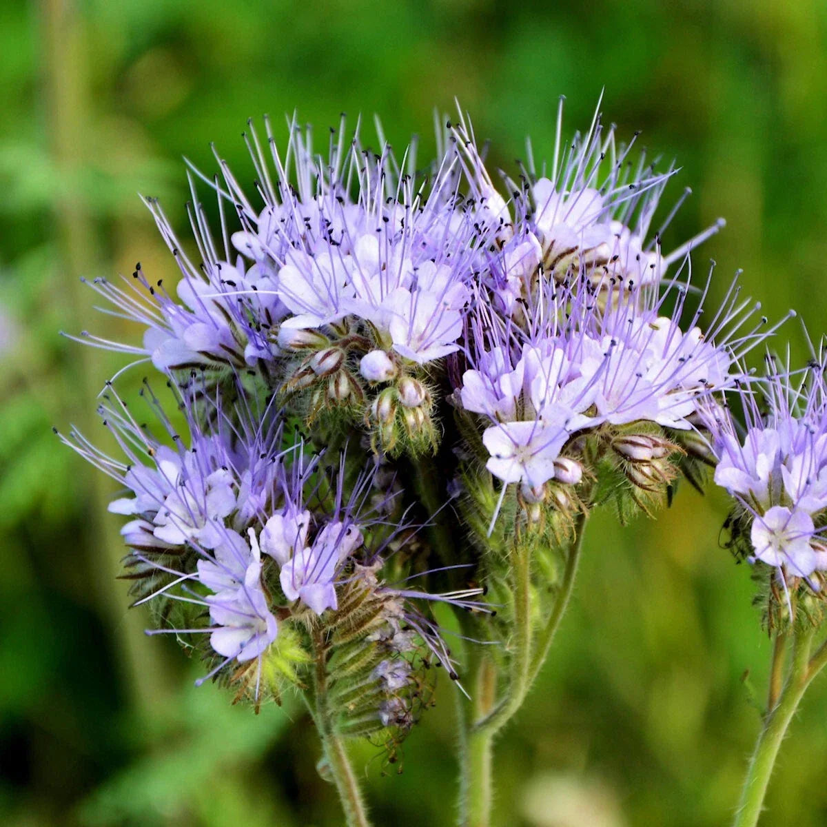 Lacy Phacelia Wildflower Seeds 1 Lb - Phacelia tanacetifolia - Attracts Pollinators - Wildflower Garden Seeds - Everwilde Farms