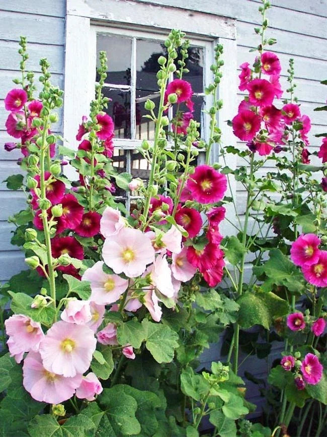 Hollyhock Seeds Packet of 50 - Colorful Blooms for Garden, Alcea rosea, Perennial Flower, Full Sun, Pollinator Attractant