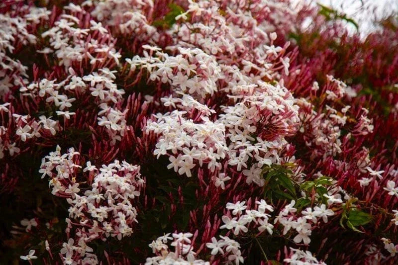 Pink Jasmine Starter Plant - Jasminum Polyanthum - Fragrant Climbing Vine in 4-Inch Pot