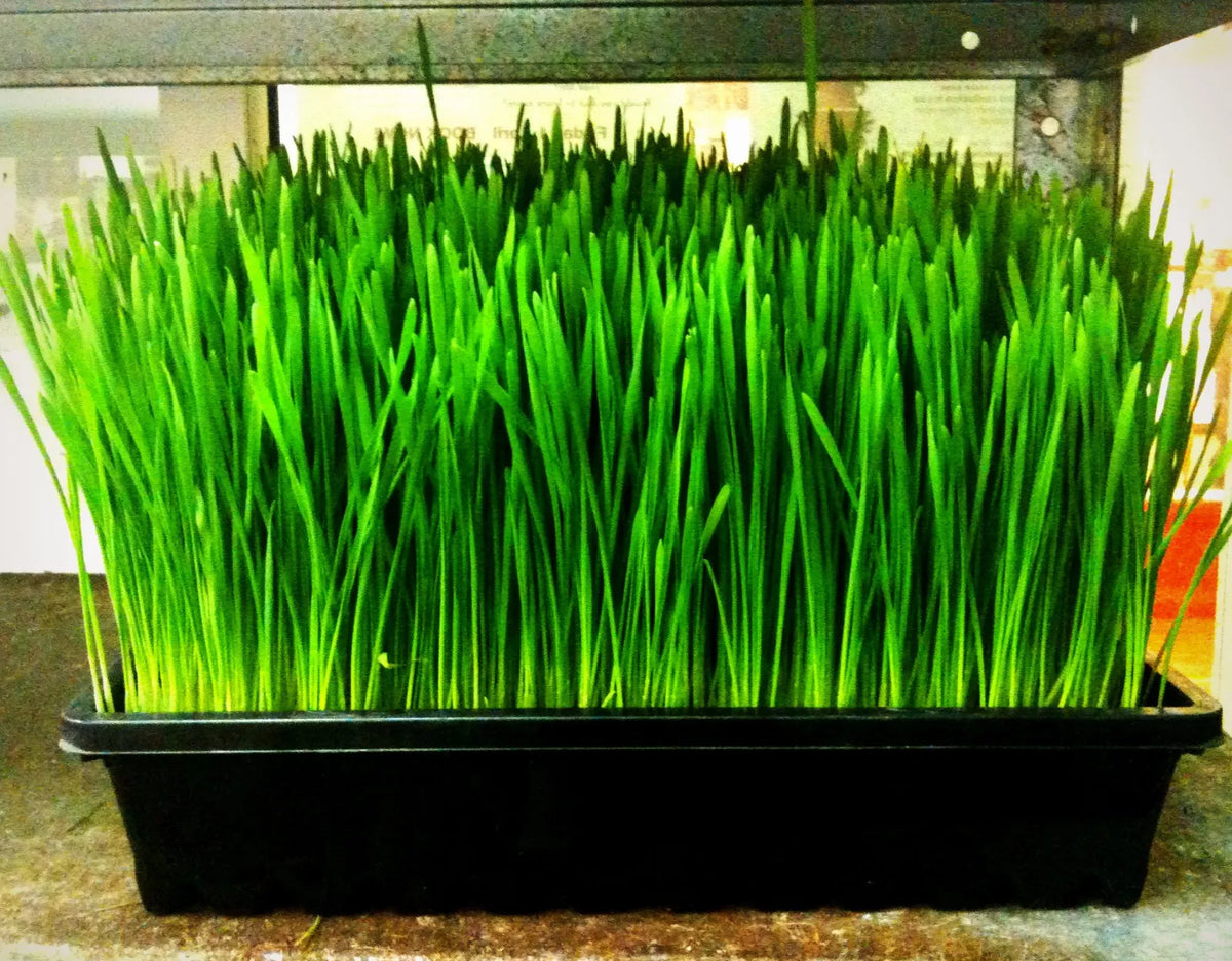 Organic Wheatgrass Seeds for Cats & Humans – Triticum aestivum, 240 Pack, Fast-Germinating Sprouts, Pesticide-Free, Indoor & Outdoor Growth