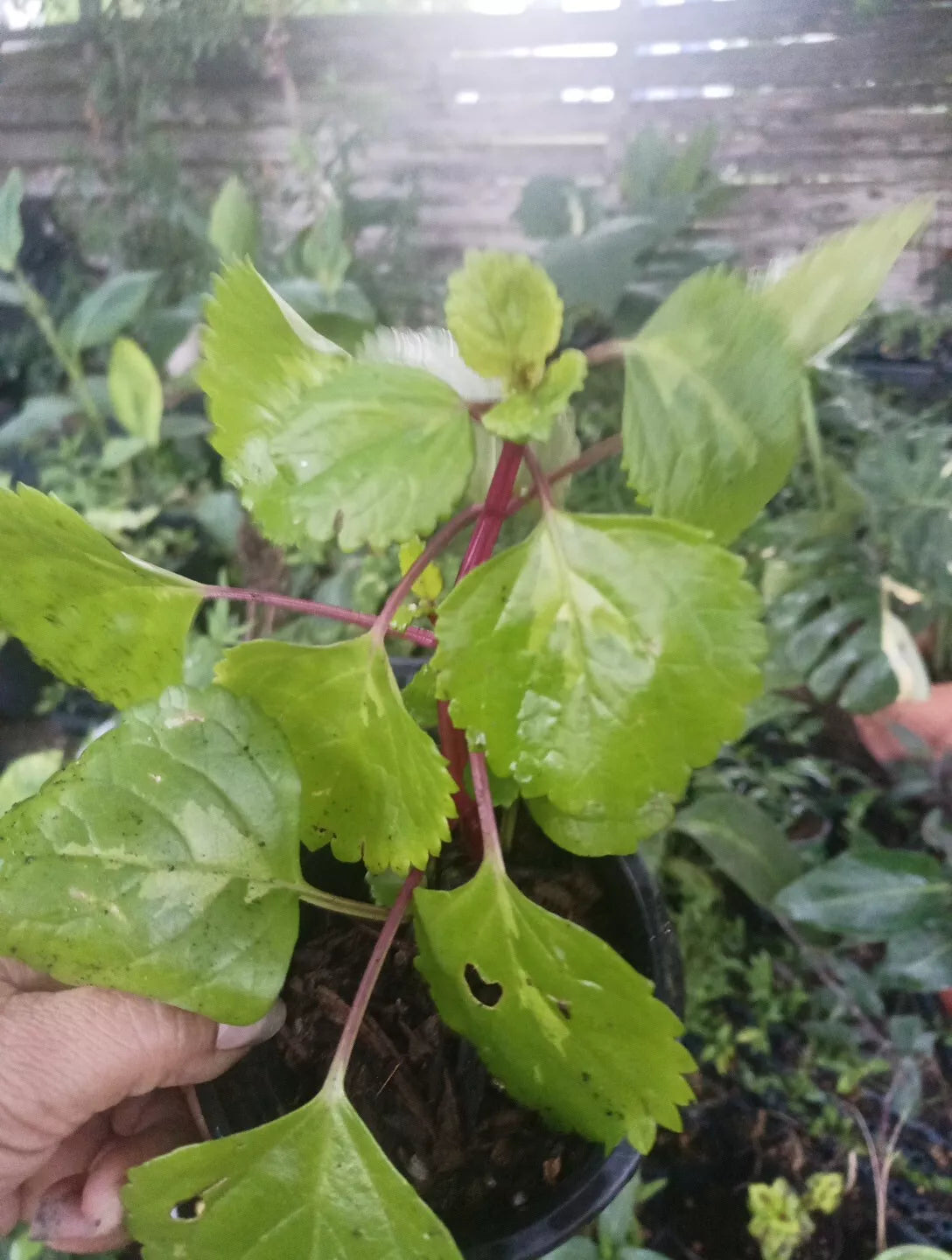 Millonaria Swedish Ivy Plant 4" Pot, Plectranthus verticillatus, Trailing Indoor Houseplant, Planta de Dinero
