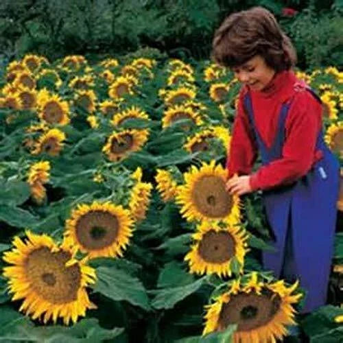 Dwarf Sunspot Sunflower Seeds | 50+ Seeds | Helianthus annuus | Compact Yellow Flowers