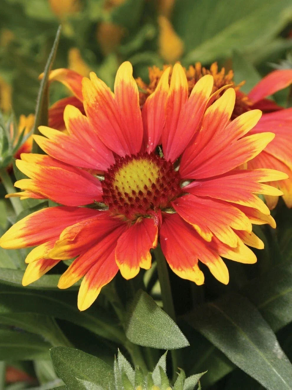 Gaillardia Seeds Arizona Red ~75 Seeds, Blanket Flower Gaillardia pulchella Bright Red Yellow Blooms for Garden Planting