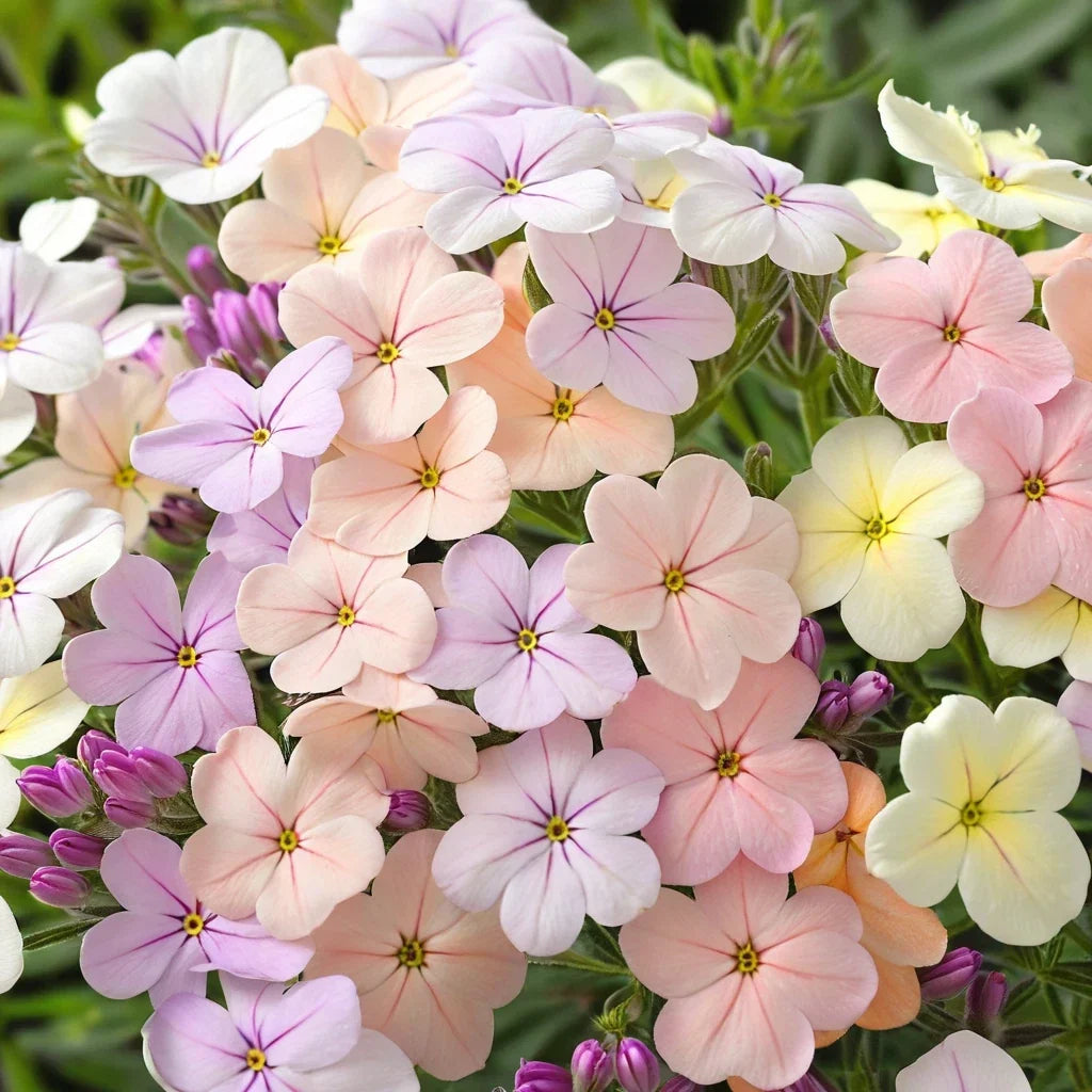 50 Creme Brule Phlox Seeds - Perennial Flower Seeds, Pollinator Friendly, Phlox paniculata, Full Sun, Easy to Grow