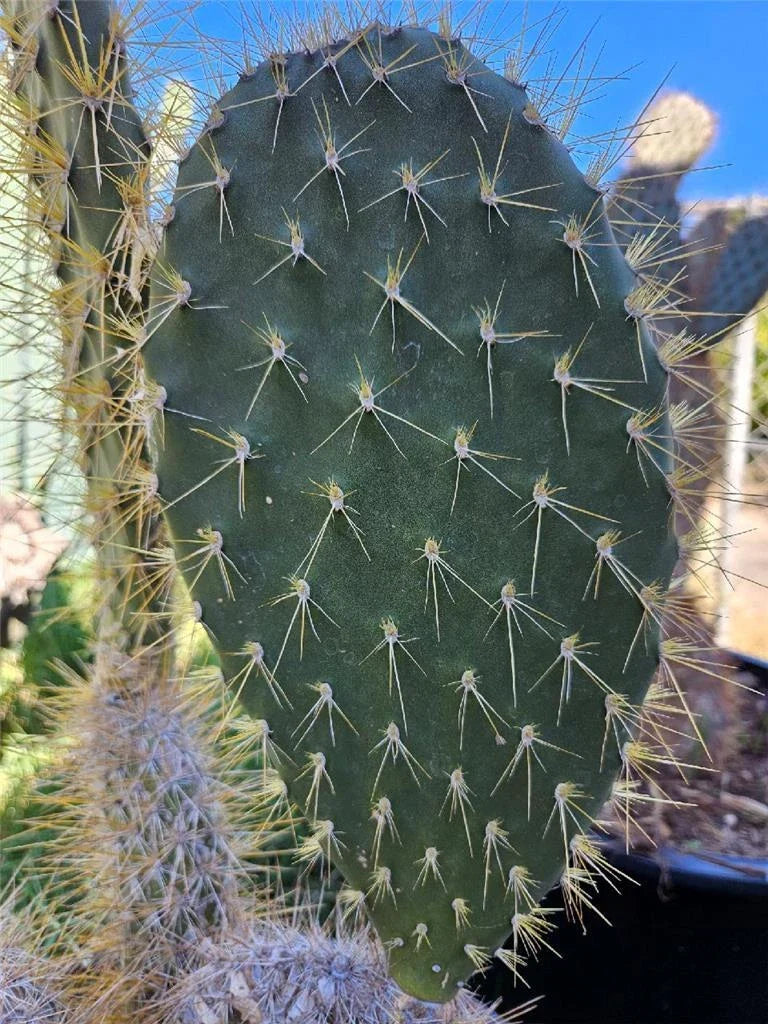 Opuntia megasperma var. mesophytica Pad Cutting - Galapagos Cactus Succulent Propagation Plant