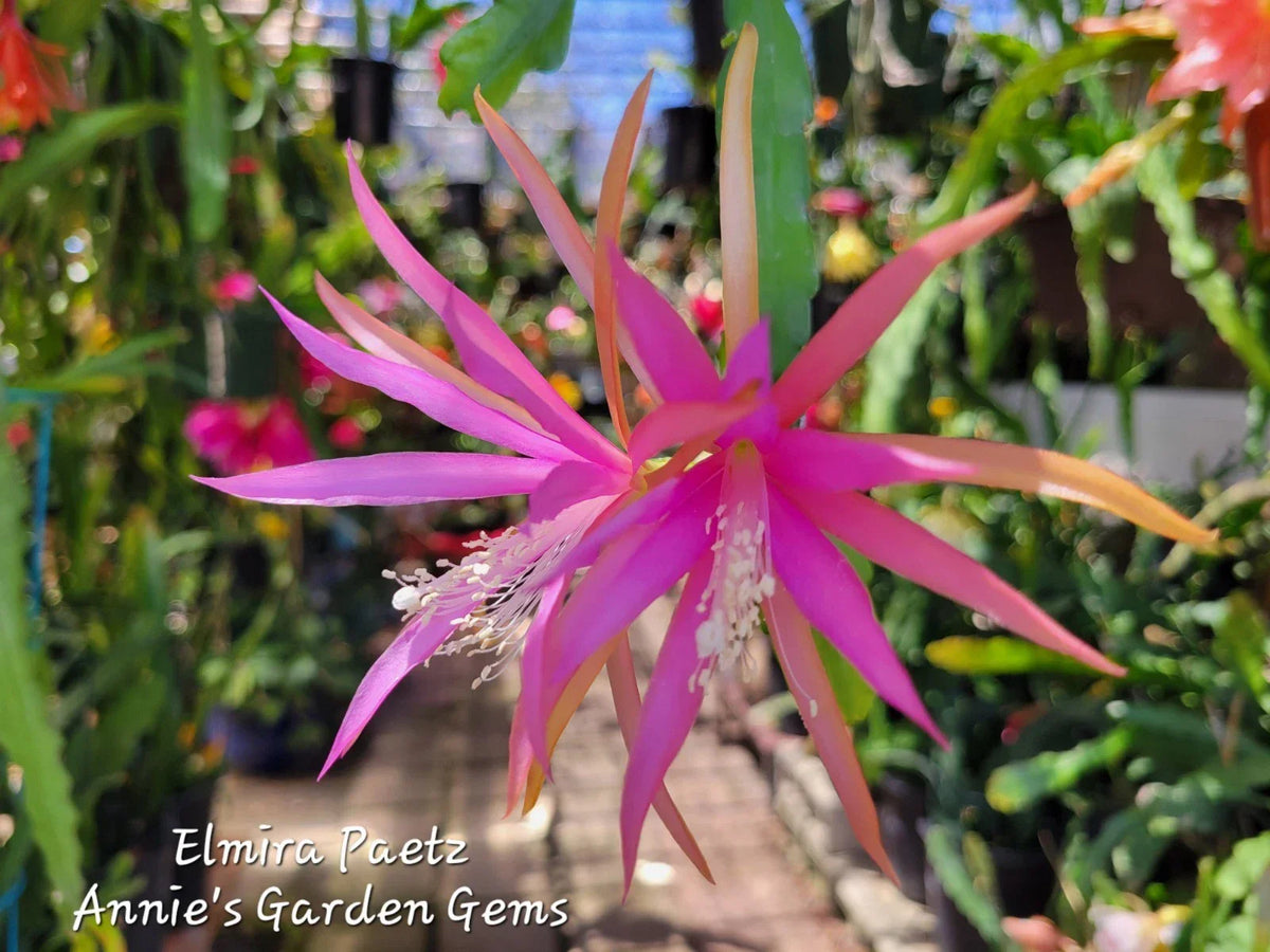 Epiphyllum Elmira Paetz Cuttings – Unrooted 8-10 Inches, Small Flowers, Unique Succulent Variety