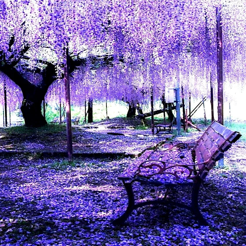Chinese Wisteria Seeds - 5 Pack, Fast Climbing Flower Vine, Cold Hardy, Wisteria sinensis