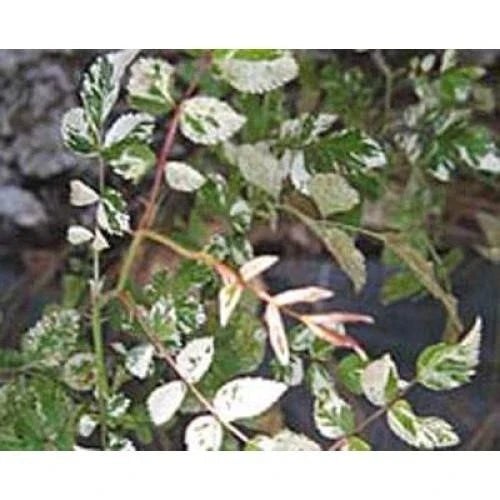 Rare Rambler Rose Cuttings - 'Curiosity' Variegata - Rosa Wichurana - Climbing, Variegated Foliage, Fragrant Blooms, 5 Premium Plant Cuttings