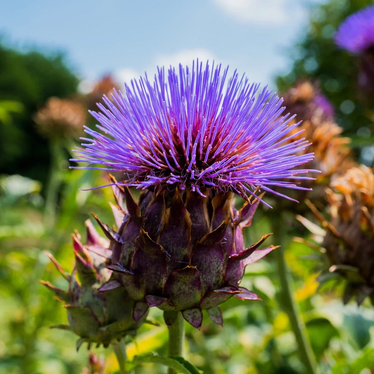 Cardoon Seeds Pack of 25 - Cynara Cardunculus Non-GMO Vegetable Garden Seeds for Mediterranean Cooking