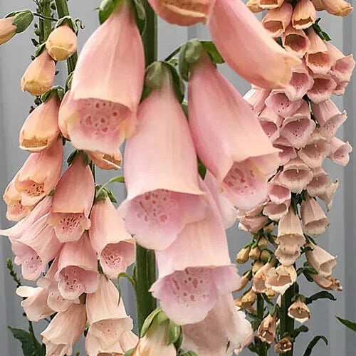 Apricot Beauty Foxglove Seeds | Digitalis purpurea | Non-GMO Flowering Plant Seeds for Garden, Borders, Containers