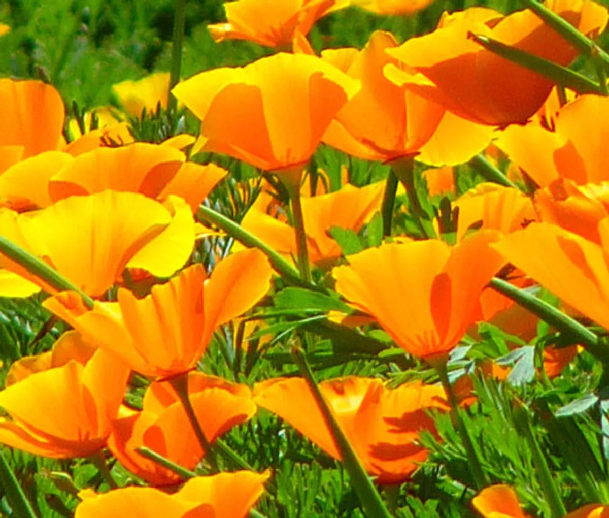 California Poppy Seeds – 300+ Orange Flower Garden Seeds – Eschscholzia californica – Easy to Grow, Attracts Pollinators